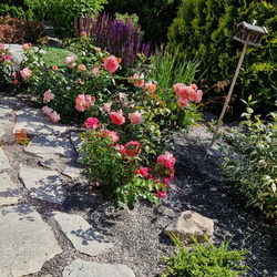 Eriauhind liigirikas väikeaed perekond Nikolajenko aed Peetris